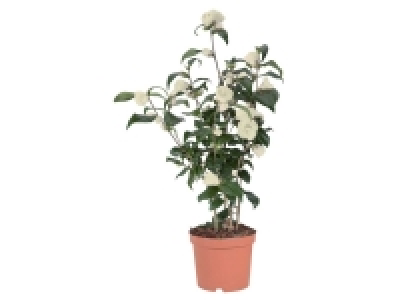 Camélia 9.99 €