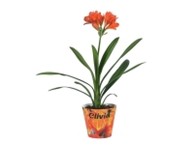 Lidl  Clivia
