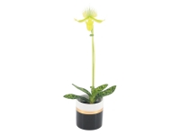 Lidl  Orchidée Paphiopédilum