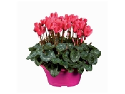 Cyclamen en coupe