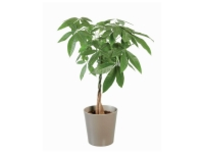 Grande plante verte 19.99 €
