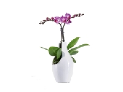 Orchid&eacute;e en pot c&eacute;ramique design 9.99&nbsp;&euro;