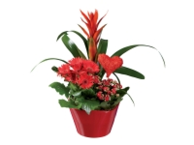 Composition tendresse 11.99 €
