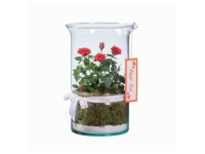 Rosier en vase Saint Valentin 11.99 €