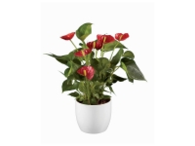 Plante Saint Valentin en pot céramique 6.99 €