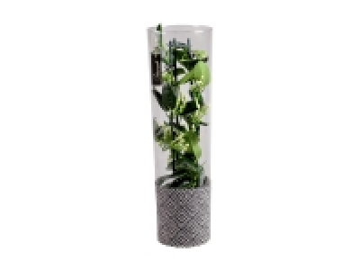Stephanotis en vase déco 15.99 €
