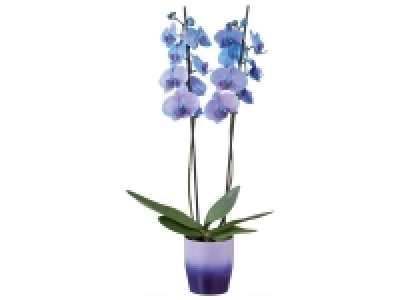 Lidl  Orchidée couleur en pot céramique