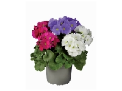 Primevère Obconica 3.59 €