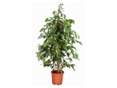 Grande plante verte 12.99 €