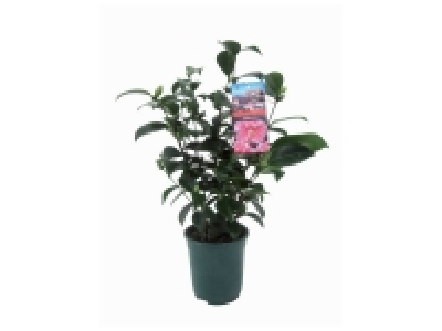 Camélia 6.99 €