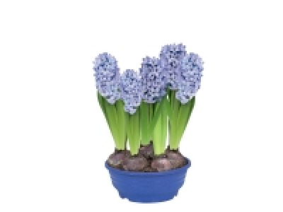 Coupe de jacinthes 2.99 €