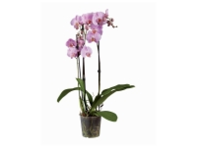 Orchidée 3 tiges 8.99 €