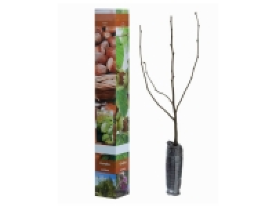 Arbustes fruits à coque 2.89 €