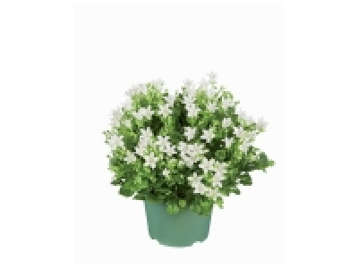 Campanule Get Mee 2.49 €