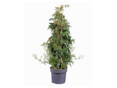 Jasmin Pyramide 8.99 €