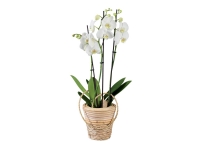 Lidl  Orchidée en pot en bois éclairage Led