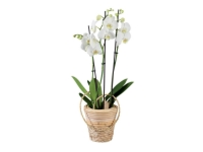 Lidl  Orchidée en pot en bois éclairage Led