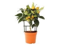 Lidl  Agrume en pot : citronnier, calamodin ou kumquat