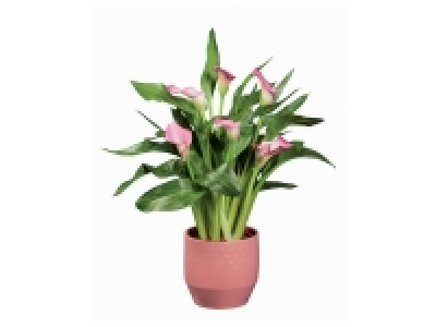 Calla en pot céramique 8.99 €