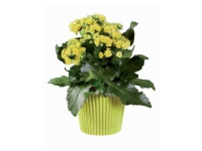 Kalanchoé en pot couleur 2.49 €