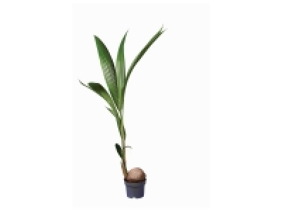 Palmier de coco 8.99 €