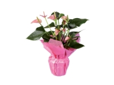 Anthurium 5.99 €