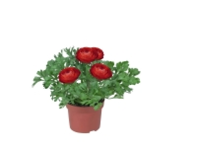 Lidl  Renoncule ou plante vivace (aubriette, arabis, aurina)