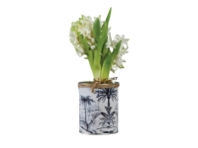 Jacinthe en pot Jungle