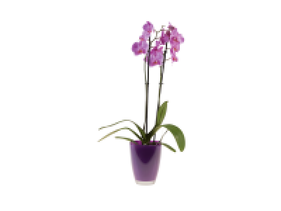 Orchidée pot en verre couleur 10.99 €