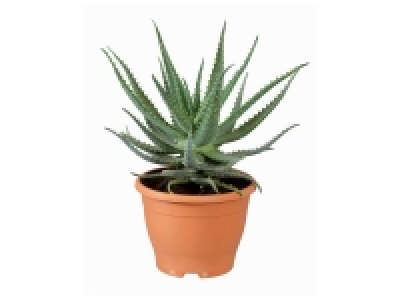 Aloe Vera 7.99 €