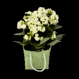 GARDENLINE® Kalanchoë