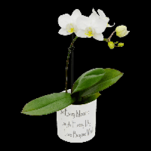 GARDENLINE® Mini orchidée phalaenopsis