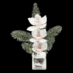 Aldi Gardenline® GARDENLINE® Orchidées cymbidium