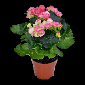 GARDENLINE® Bégonia