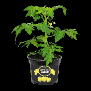 GARDENLINE® Plant de tomates cocktail