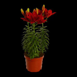 GARDENLINE® Lys ou lavande