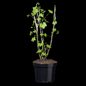 Aldi Gardenline® GARDENLINE® Arbuste fruitier