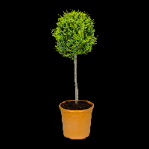 GARDENLINE® Plante sur tige