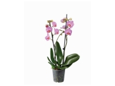 Orchidée 2 tiges 6.99 €
