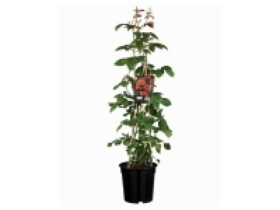 Rosier de jardin 12.99 €