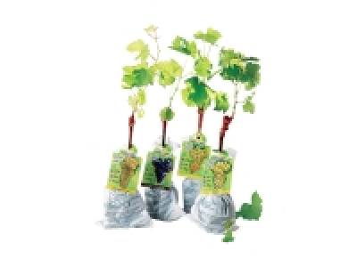 Pied de vigne «cultivé en France» 3.99 €