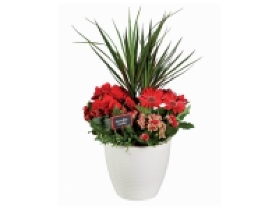 Composition Tendresse 13.99 €
