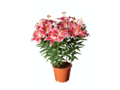 Lys oriental 6.59 €