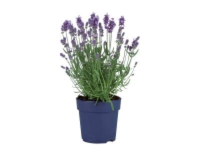 Lavande 2.99 €