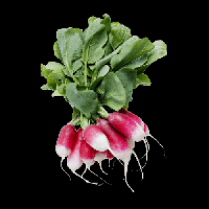 Radis roses botte