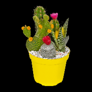 GARDENLINE® Composition de cactées avec fleurs séchées