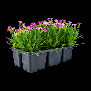 GARDENLINE® 6 illets dianthus pink kisses