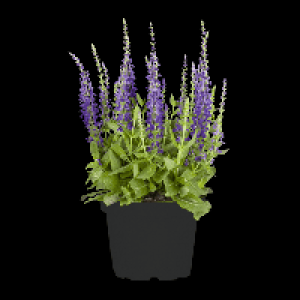 GARDENLINE® Fleurs dété