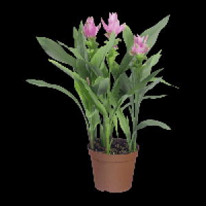 GARDENLINE® Curcuma