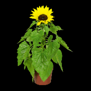 GARDENLINE® Fleur de tournesol